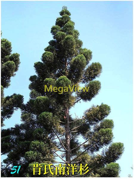 啃噬南洋杉|Araucaria cunninghamii